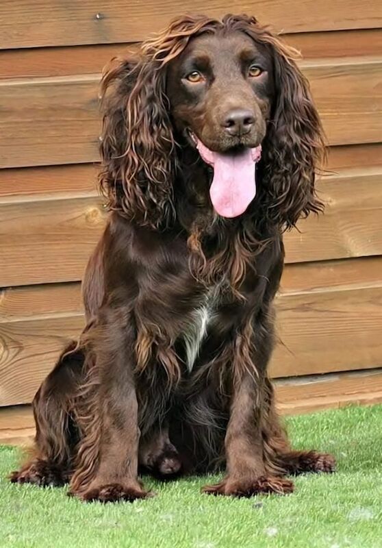 Cocker Spaniel puppies for sale in Lambourn, Berkshire – 12 months old - Image 2 of 3