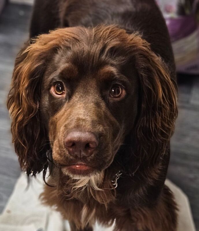 Cocker Spaniel puppies for sale in Lambourn, Berkshire – 12 months old - Image 3 of 3