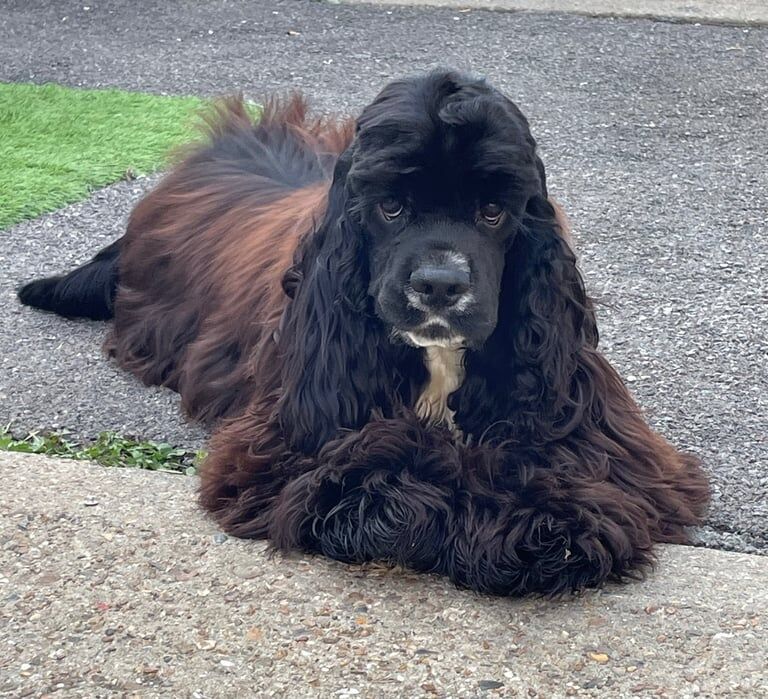 Cocker Spaniel puppies for sale in Tring, Hertfordshire – 2 years old