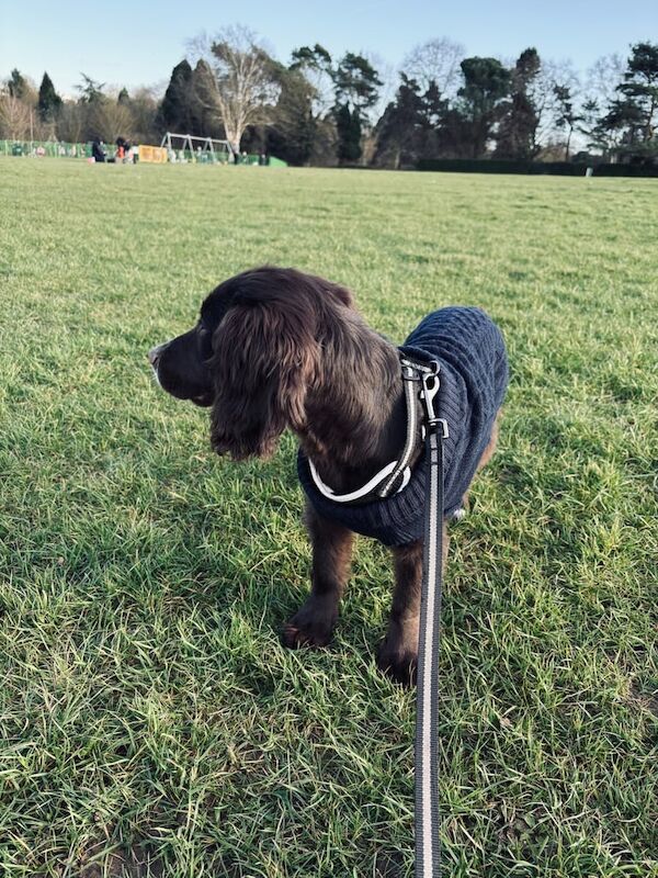 Cocker Spaniel puppies for sale in Harlow, Essex – KC registered, 1 year old - Image 3 of 3