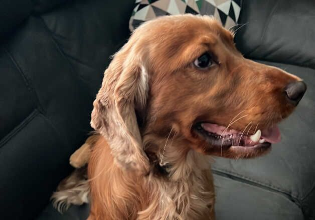 Cocker Spaniel puppies for sale in Taunton, Somerset – 2 years old - Image 2 of 2