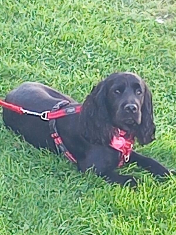 Male Black Cocker Spaniel 14 months old