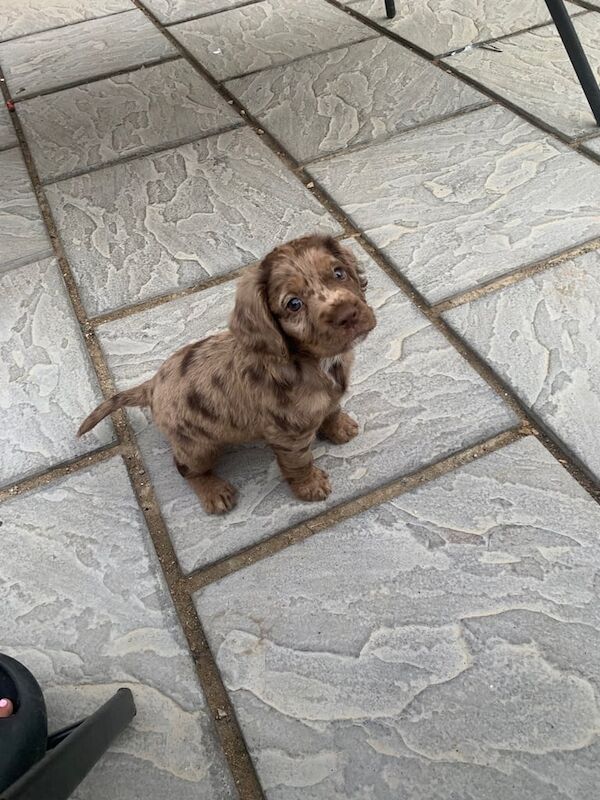 Cocker Spaniel puppies for sale in Godalming, Surrey – 3 months old