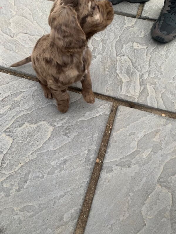 Cocker Spaniel puppies for sale in Godalming, Surrey – 3 months old - Image 2 of 3