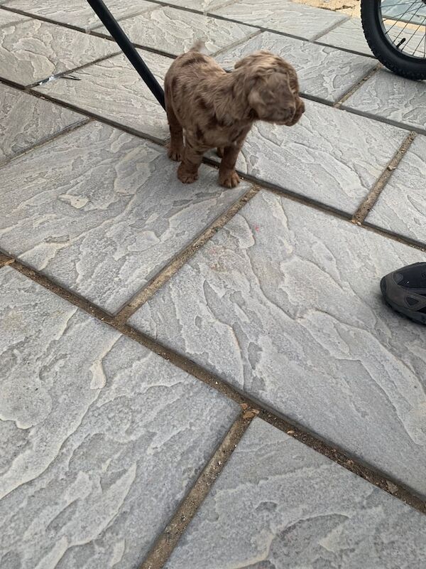 Cocker Spaniel puppies for sale in Godalming, Surrey – 3 months old - Image 3 of 3