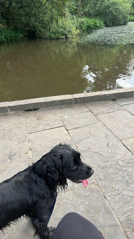 Cocker Spaniel puppies for sale in Bridgend, Aberdeenshire – 3 months old
