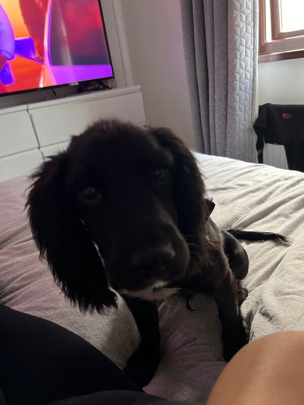 Cocker Spaniel puppies for sale in Bridgend, Aberdeenshire – 3 months old - Image 2 of 3