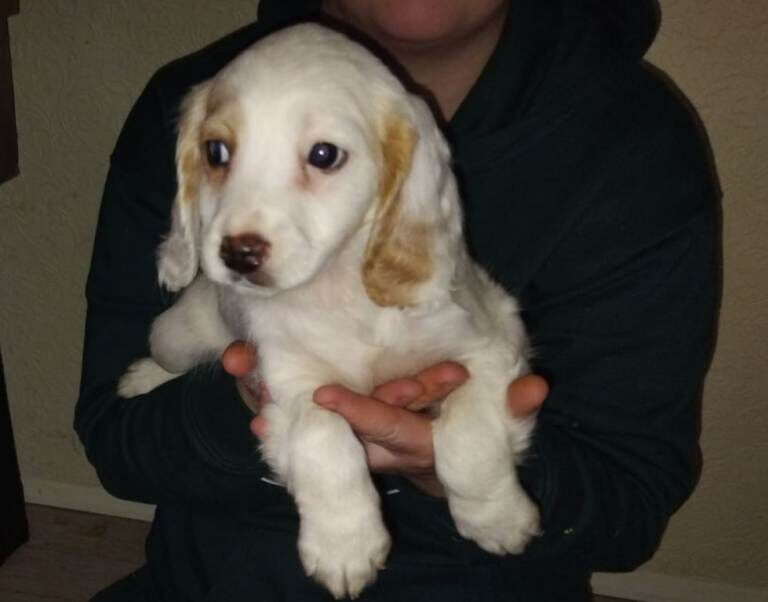 Cocker Spaniel puppies for sale in Totton, Hampshire – 8 weeks old