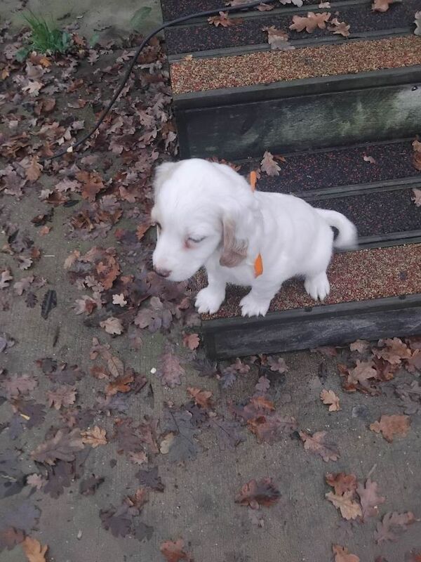 Cocker Spaniel puppies for sale in Totton, Hampshire – 8 weeks old - Image 2 of 4