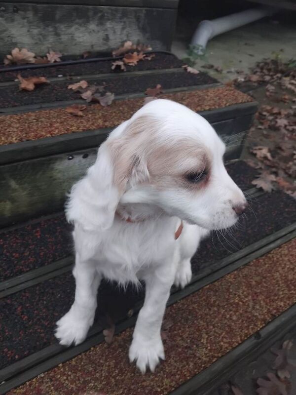 Cocker Spaniel puppies for sale in Totton, Hampshire – 8 weeks old - Image 3 of 4