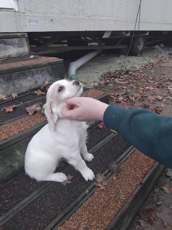 Cocker Spaniel puppies for sale in Totton, Hampshire – 8 weeks old - Image 4 of 4