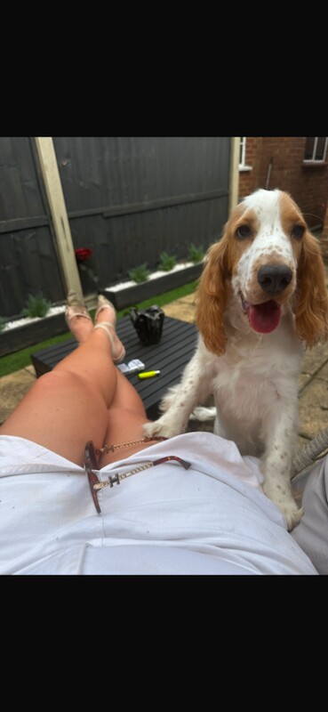 Male cocker spaniel