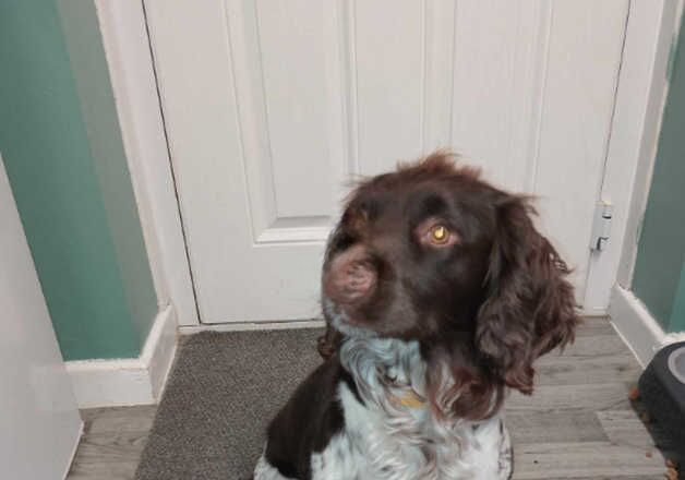Cocker Spaniel puppies for sale in Coventry, West Midlands – 3 years old - Image 1 of 3