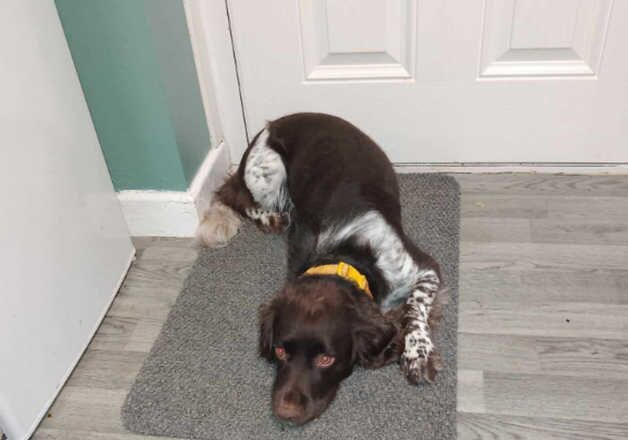 Cocker Spaniel puppies for sale in Coventry, West Midlands – 3 years old - Image 2 of 3