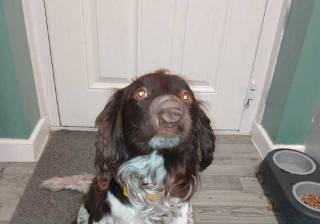 Cocker Spaniel puppies for sale in Coventry, West Midlands – 3 years old - Image 3 of 3