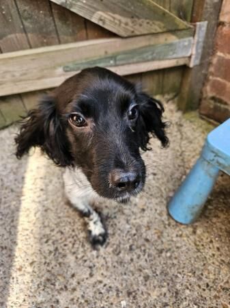 Male Cocker Spaniel For Sale in Ilkeston, Derbyshire - Image 4