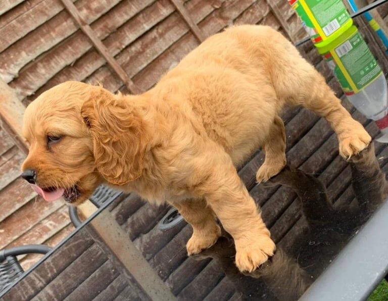 Cocker Spaniel puppies for sale in Heathrow, London – 10 weeks old