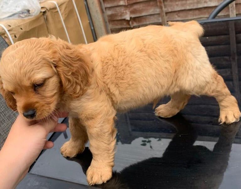 Cocker Spaniel puppies for sale in Heathrow, London – 10 weeks old - Image 2 of 3
