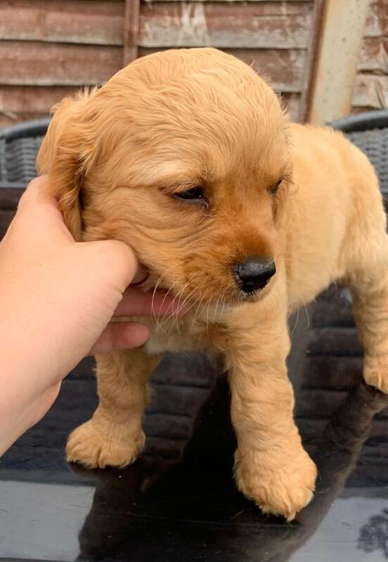 Cocker Spaniel puppies for sale in Heathrow, London – 10 weeks old - Image 3 of 3