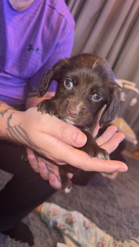 Cocker Spaniel puppies for sale in Middlesbrough, North Yorkshire – 5 weeks old