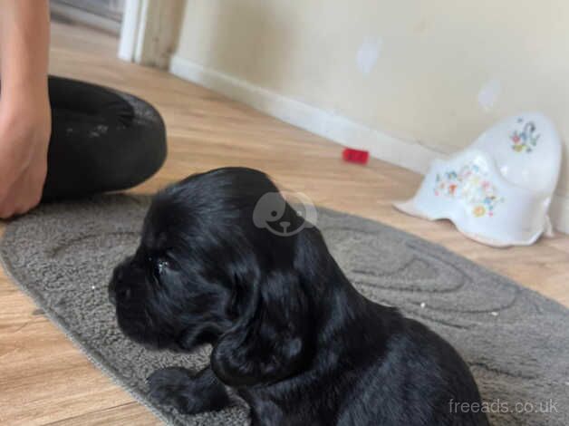 Cocker Spaniel puppies for sale in Basildon, Essex – 11 months old - Image 1 of 2