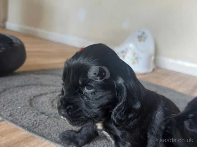 Cocker Spaniel puppies for sale in Basildon, Essex – 11 months old - Image 2 of 2