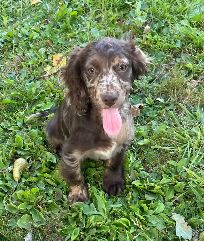 Merle chocolate & tan cocker spaniel for sale in Ely, Cambridgeshire | Image 2