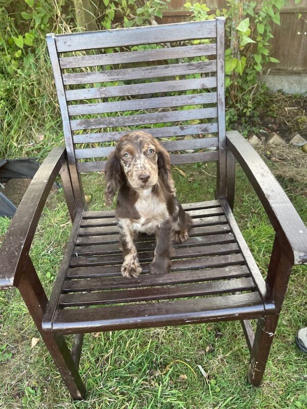 Merle chocolate & tan cocker spaniel for sale in Ely, Cambridgeshire | Image 3