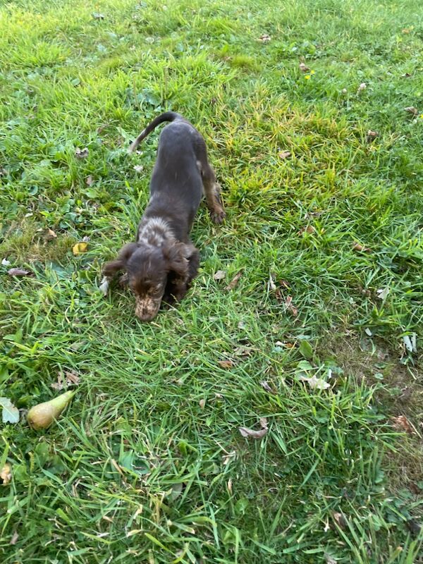 Cocker Spaniel puppies for sale in Ely, Cambridgeshire – 12 months old - Image 4 of 5