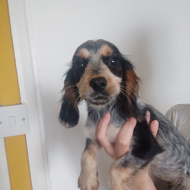 Cocker Spaniel puppies for sale in Chichester, West Sussex – 8 weeks old