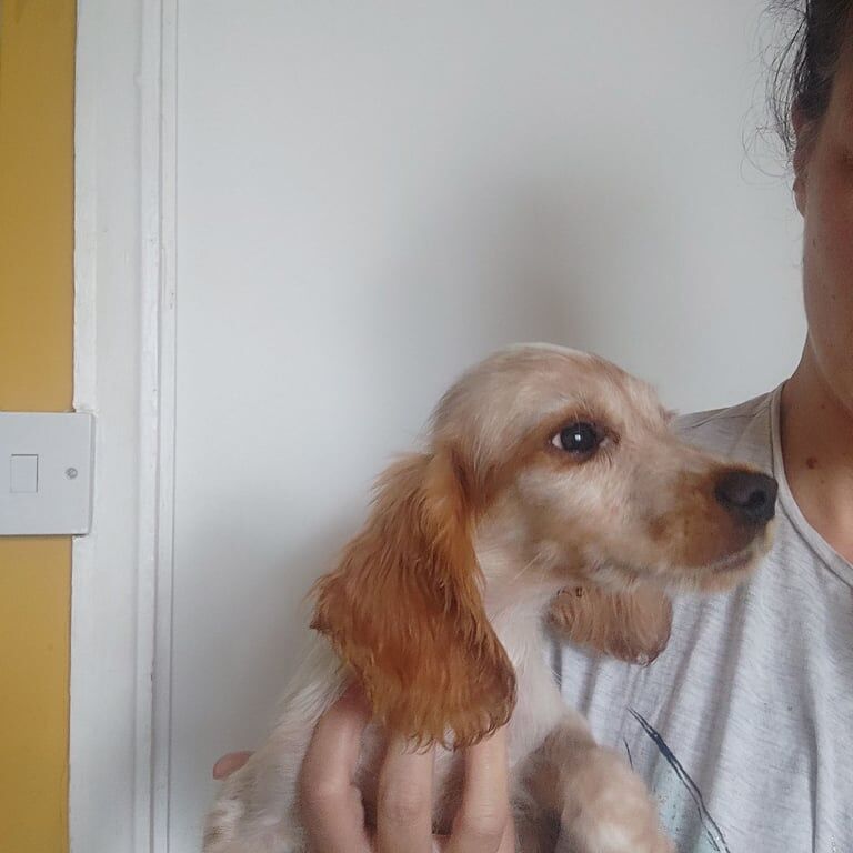 Cocker Spaniel puppies for sale in Chichester, West Sussex – 8 weeks old - Image 2 of 3