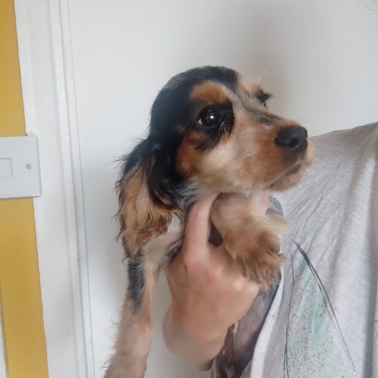Cocker Spaniel puppies for sale in Chichester, West Sussex – 8 weeks old - Image 3 of 3