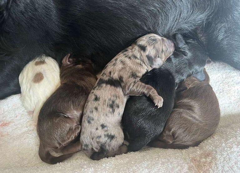 Cocker Spaniel puppies for sale in Stanley, Durham – 2 weeks old