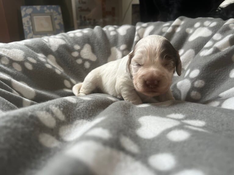 Cocker Spaniel puppies for sale in Stanley, Durham – 2 weeks old - Image 2 of 3