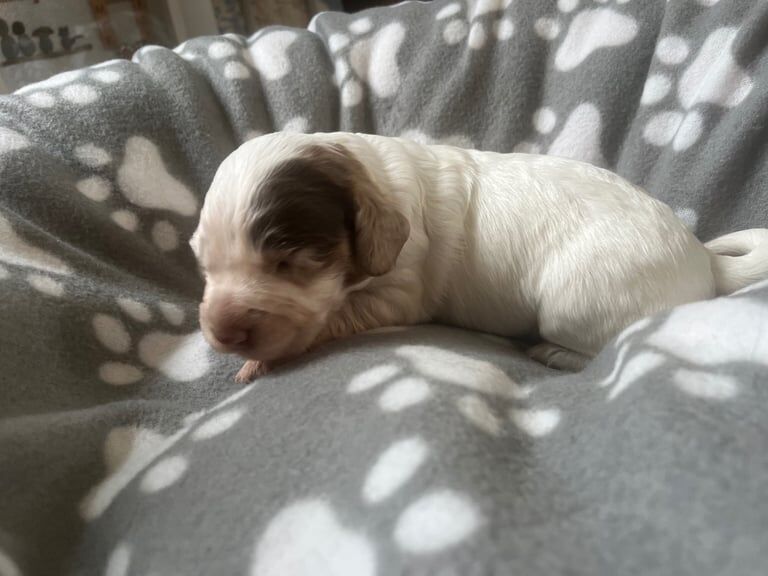 Cocker Spaniel puppies for sale in Stanley, Durham – 2 weeks old - Image 3 of 3