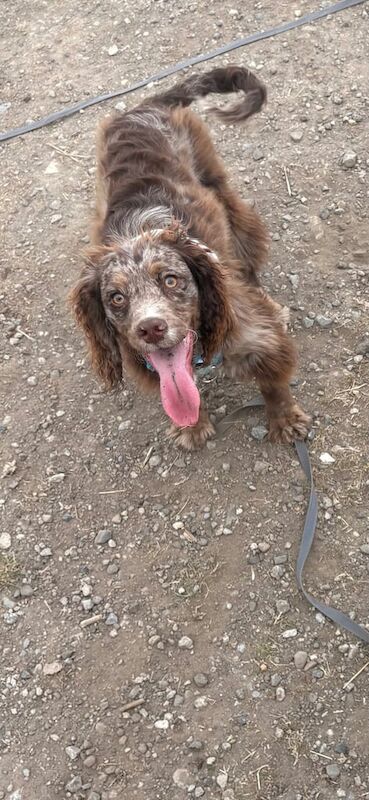 Cocker Spaniel puppies for sale in Darlington, Durham – 6 months old