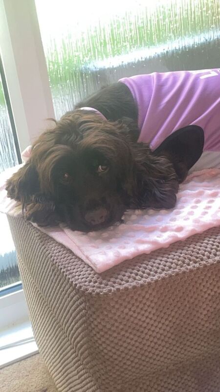 Cocker Spaniel puppies for sale in Cardiff – 1 year old - Image 2 of 5