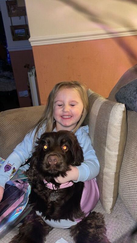 Cocker Spaniel puppies for sale in Cardiff – 1 year old - Image 3 of 5