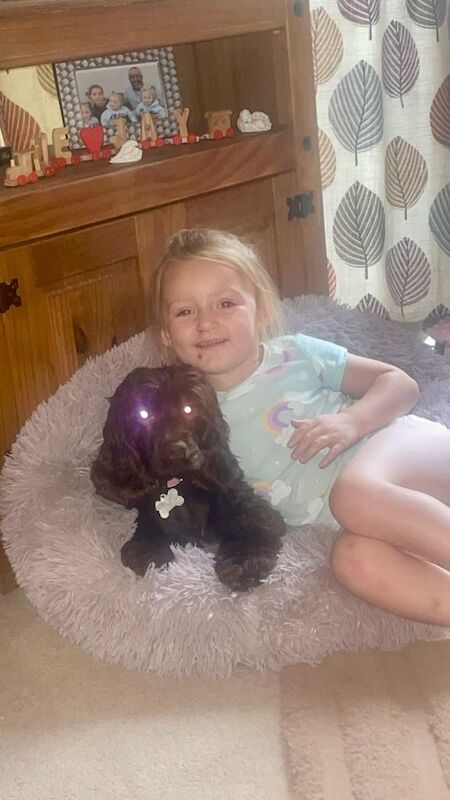 Cocker Spaniel puppies for sale in Cardiff – 1 year old - Image 4 of 5