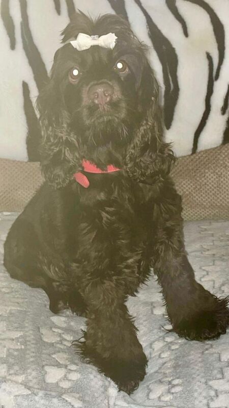 Cocker Spaniel puppies for sale in Cardiff – 1 year old - Image 5 of 5