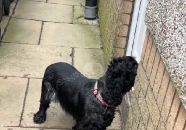 Cocker Spaniel puppies for sale in Bradford, West Yorkshire – 4 years old - Image 2 of 3