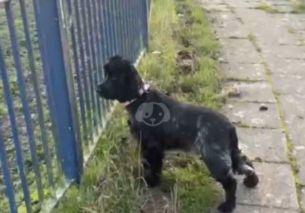 Cocker Spaniel puppies for sale in Bradford, West Yorkshire – 4 years old - Image 3 of 3