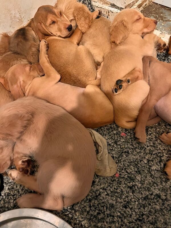 Cocker Spaniel puppies for sale in London, City of London, Greater London – 1 year old - Image 2 of 3