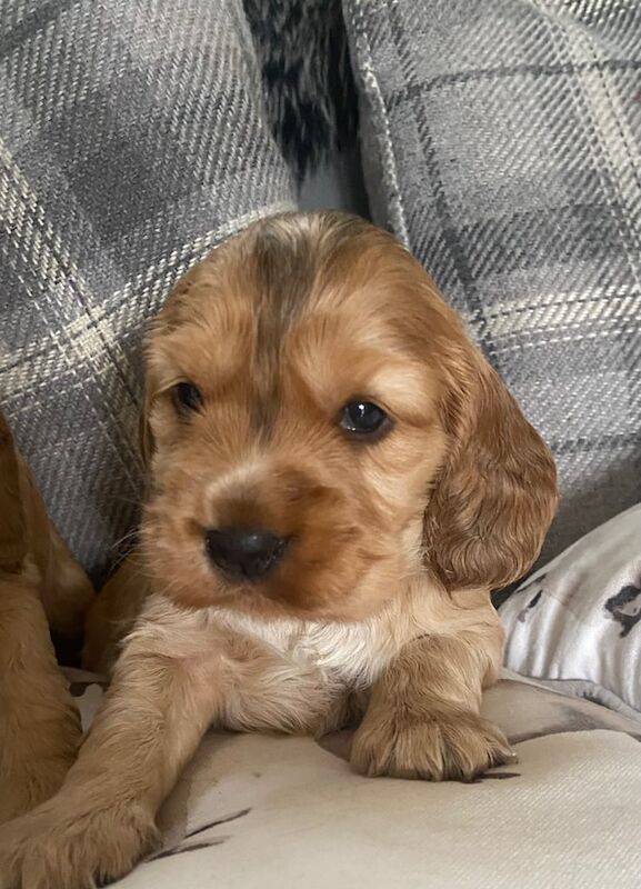 Mixed litter of beautiful cocker spaniel puppies for sale in Ripley, Derbyshire - Image 2