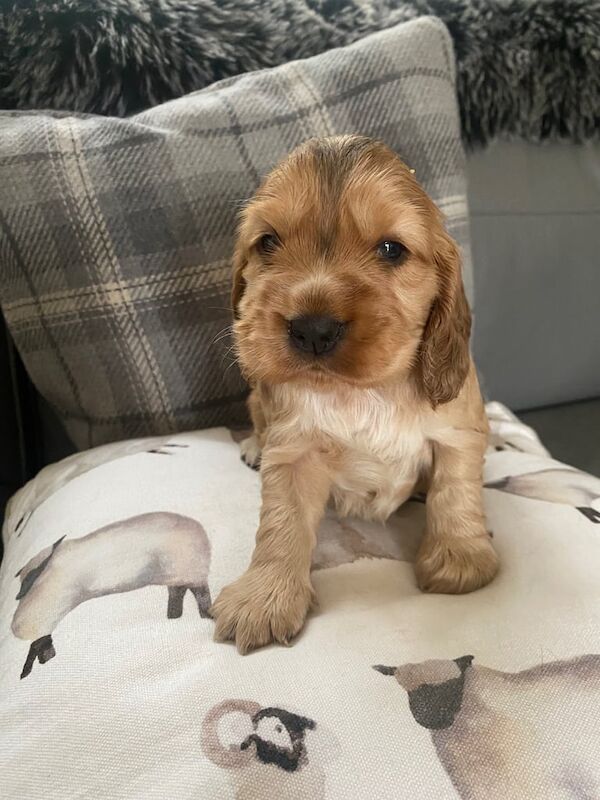Mixed litter of beautiful cocker spaniel puppies for sale in Ripley, Derbyshire - Image 3