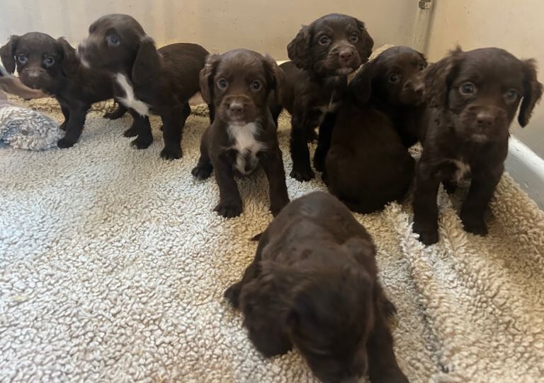 Cocker Spaniel Puppies For Sale Under £1,000