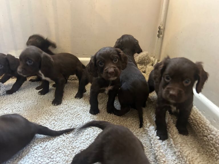 Cocker Spaniel puppies for sale in Lincoln, Lincolnshire – 7 weeks old - Image 2 of 5