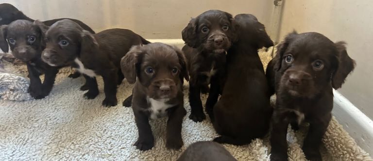 Cocker Spaniel puppies for sale in Lincoln, Lincolnshire – 7 weeks old - Image 3 of 5