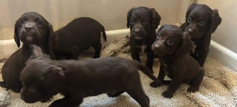 Cocker Spaniel puppies for sale in Lincoln, Lincolnshire – 7 weeks old - Image 4 of 5