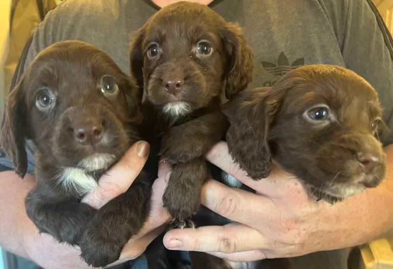 Cocker Spaniel puppies for sale in Lincoln, Lincolnshire – 7 weeks old - Image 5 of 5